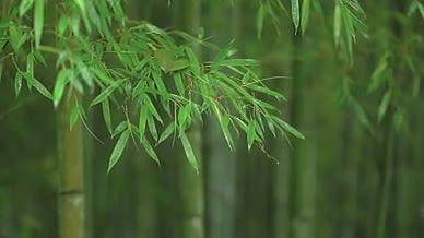 4k实拍下雨天的竹林意境空镜头视频的预览图